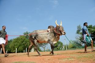 A bull being led to a venue (ARUN SANKAR/AFP/Getty Images)